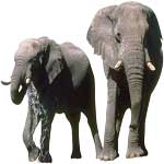 elefante