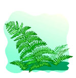 ferns