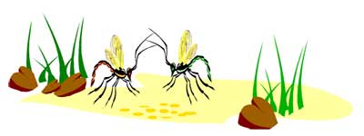 insect