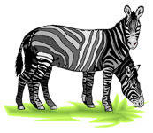 zebra