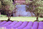 lavanderia