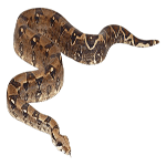 snake
