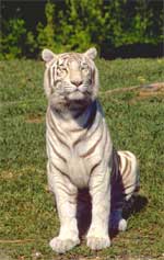 tigre