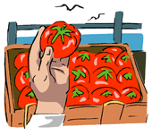 tomato